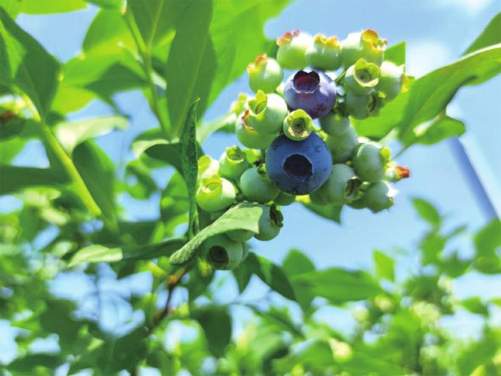 融媒出击寻味济南—— 甘甜,绽放味蕾间
