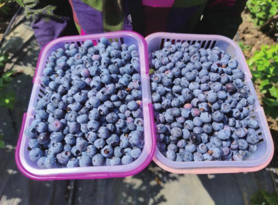 融媒出击寻味济南—— 甘甜,绽放味蕾间