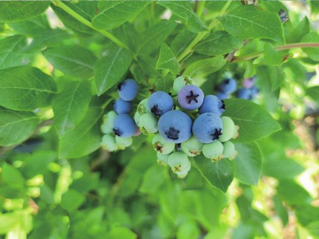 融媒出击寻味济南—— 甘甜,绽放味蕾间